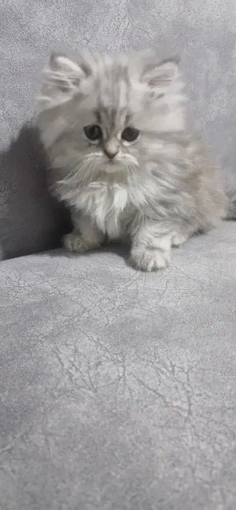 بچه گربه برایش اسکاتیش دو ماهه|گربه|اصفهان, شهرستان|دیوار