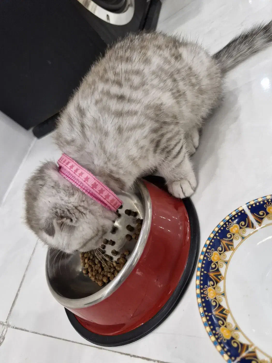 اسکاتیش ،|گربه|بهارستان, |دیوار