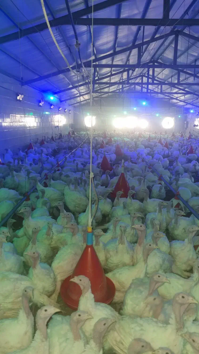 استخدام کارگر مرغداری|استخدام صنعتی، فنی، مهندسی|اردل, |دیوار