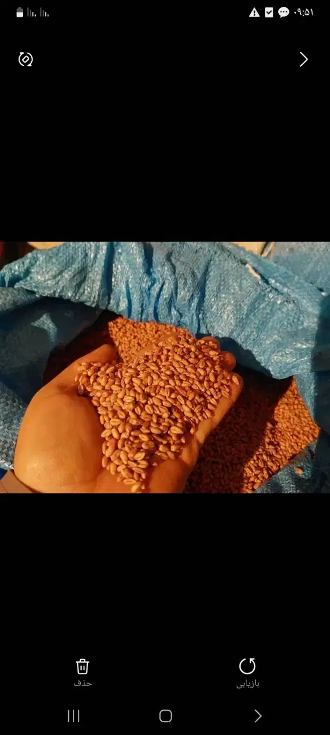 گندم|عمدهفروشی|قشلاق دشت, |دیوار