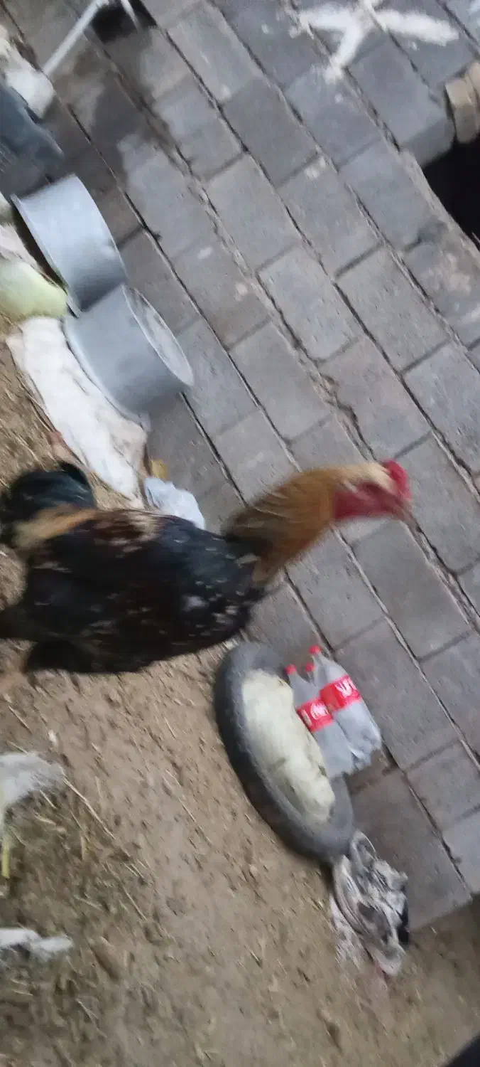 خروس لاری|حیوانات مزرعه|تربت جام, میان جام|دیوار