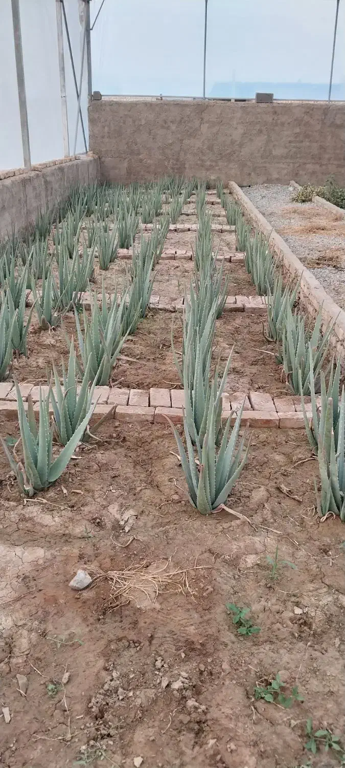 آلوئه ورا|گل و گیاه طبیعی|خاوران, |دیوار