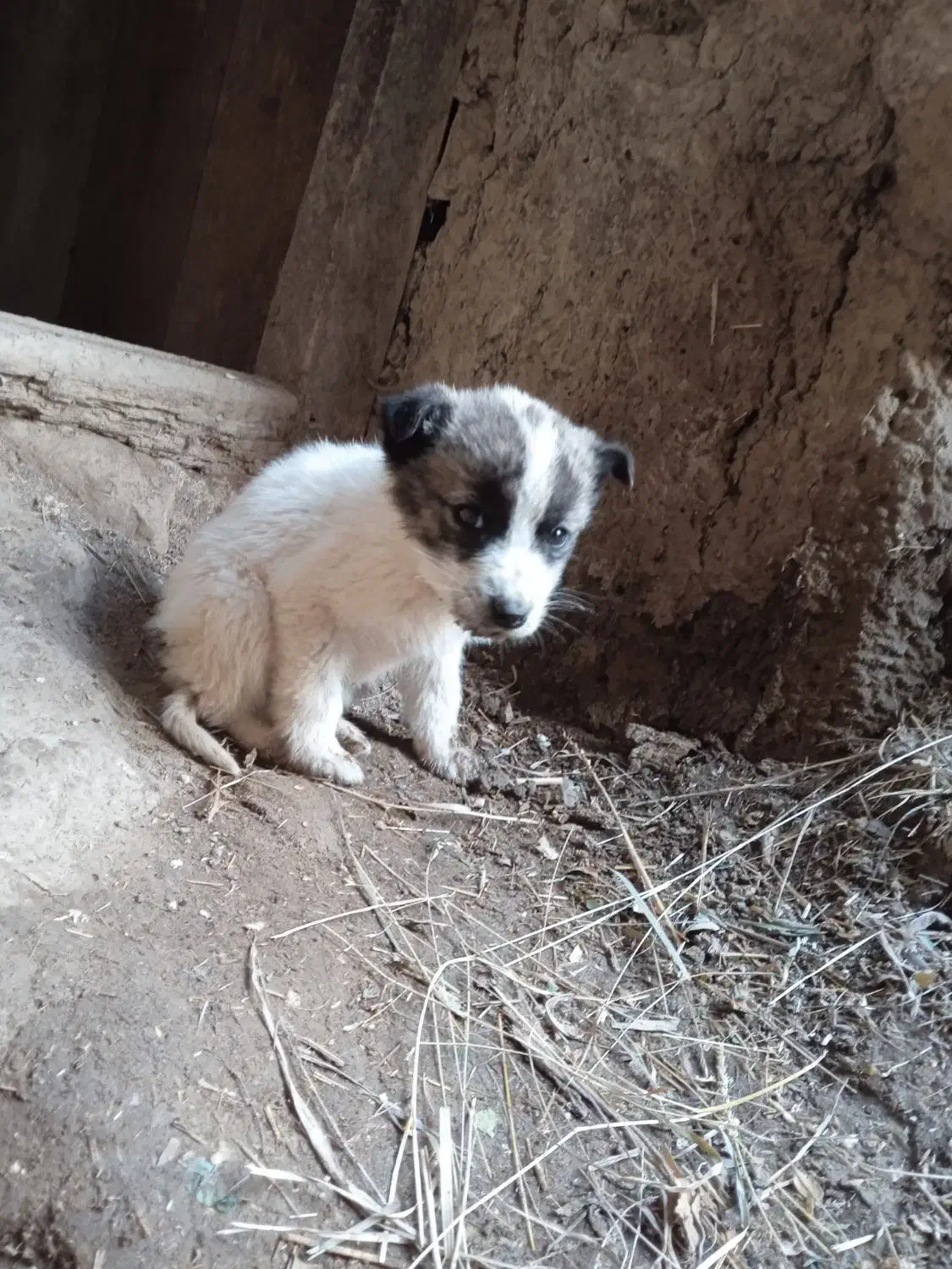 توله سگ|سگ|انگوران, |دیوار