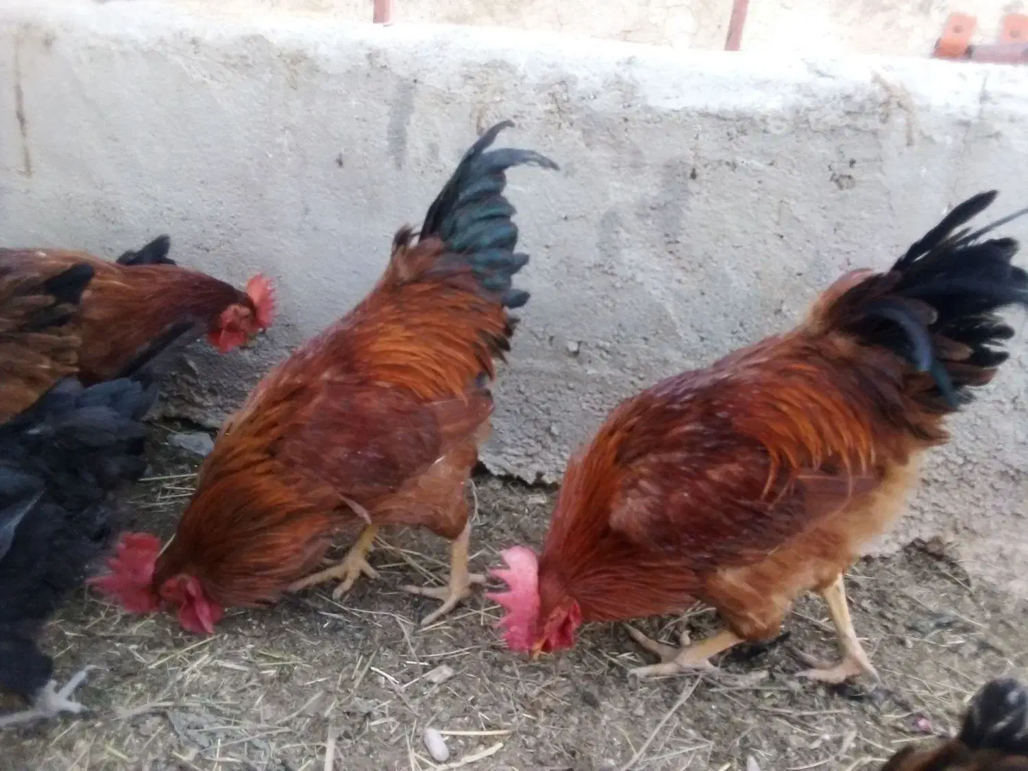 تعدادی خروس|حیوانات مزرعه|شیرینسو, |دیوار