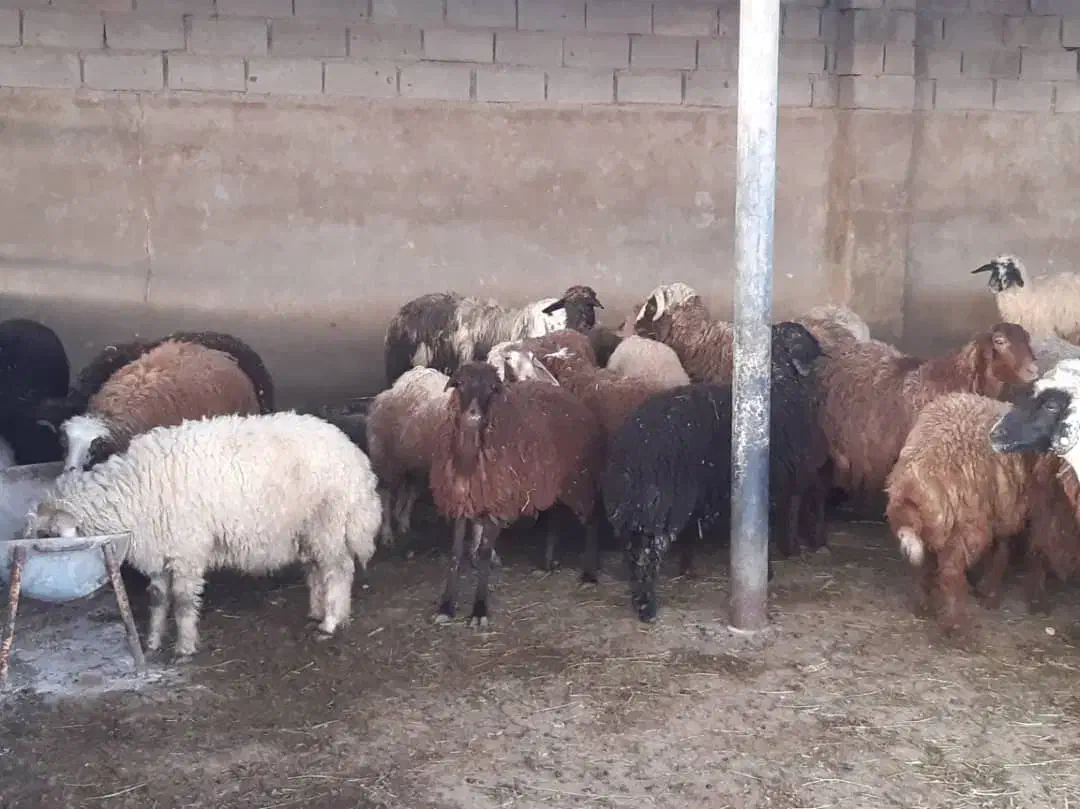 امیدیه|حیوانات مزرعه|امیدیه, |دیوار