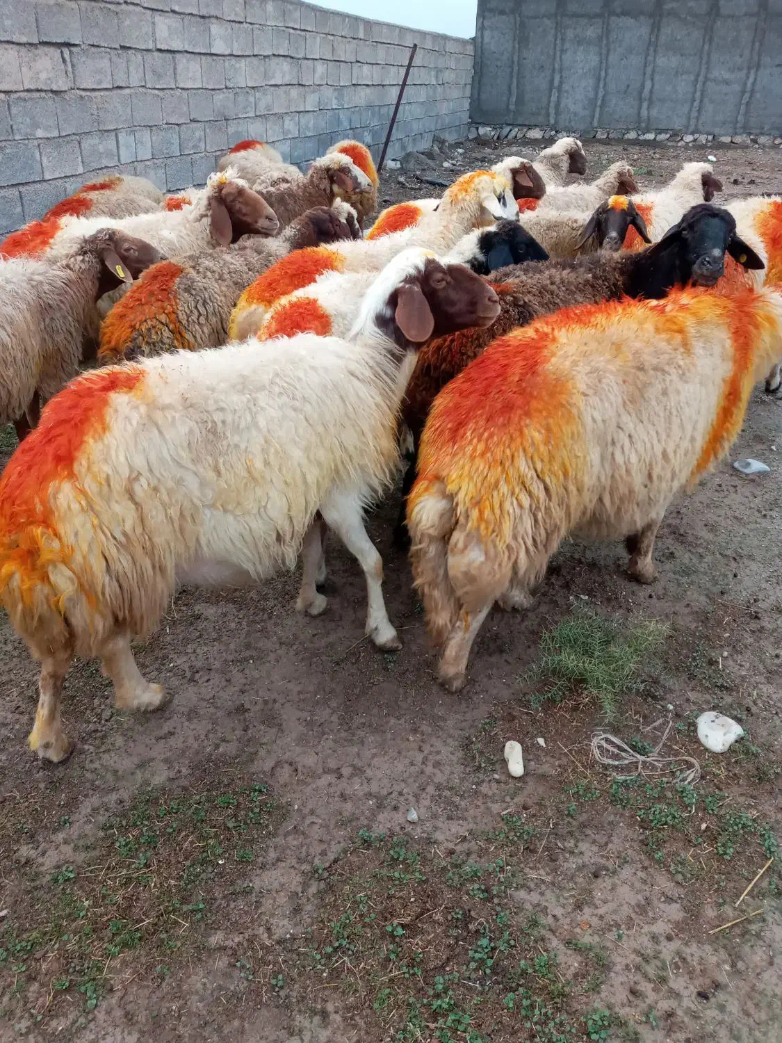 گوسفند آبستن|حیوانات مزرعه|مهران (ایلام), |دیوار
