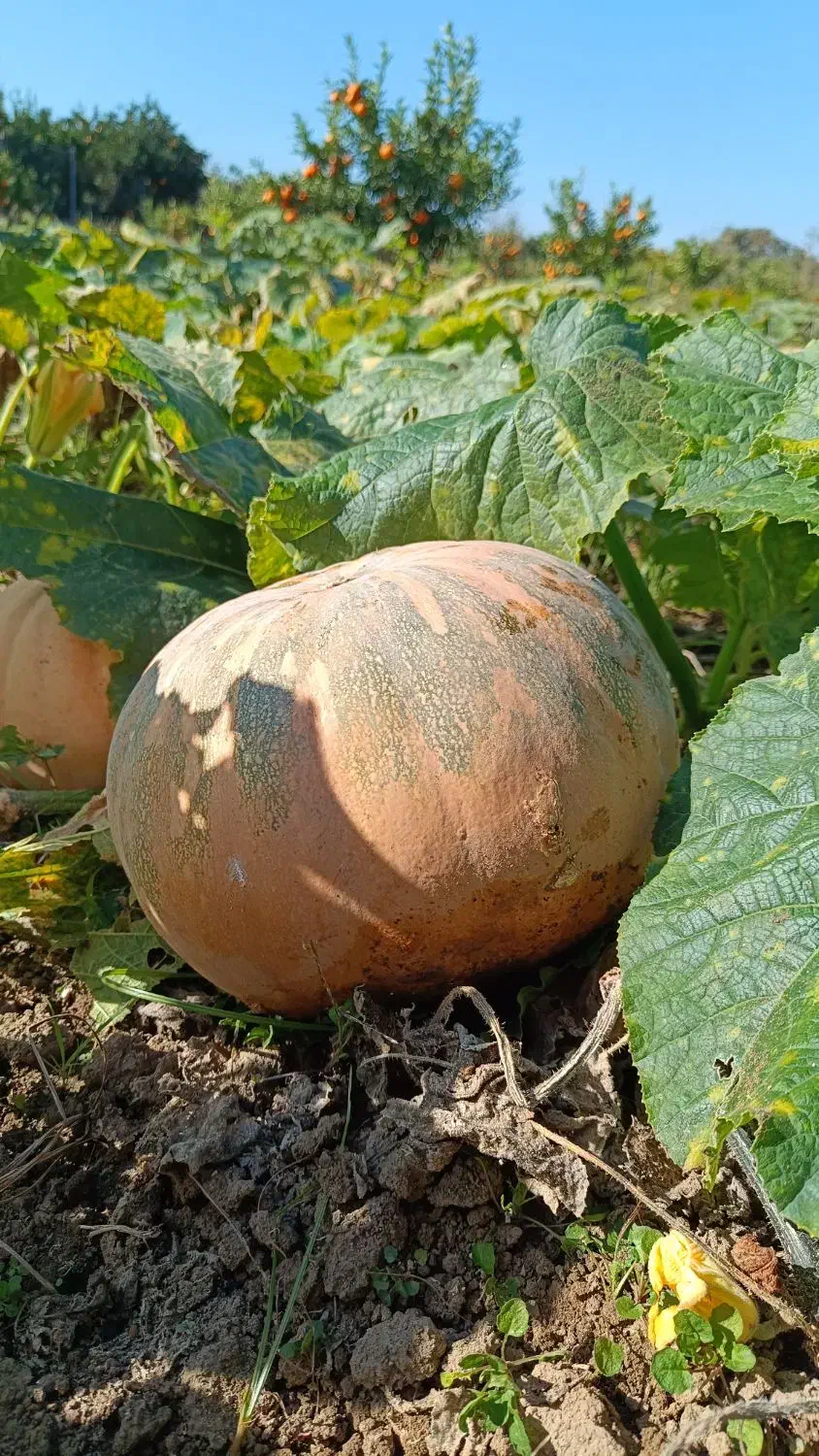 کدو حلوایی شیرین|خوردنی و آشامیدنی|ساری, |دیوار