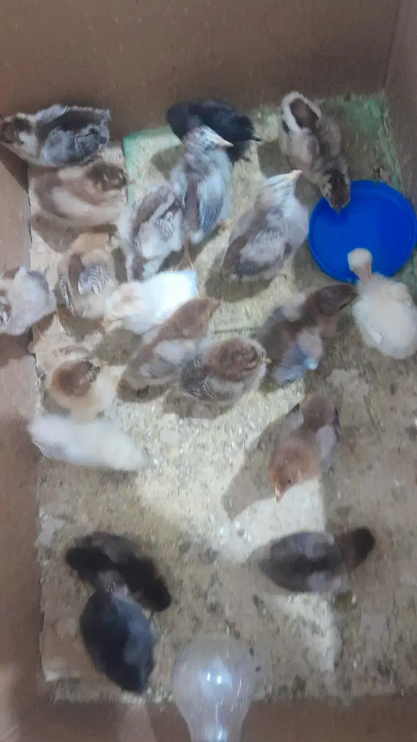 جوجه ده روزه و۴۰ روزه|حیوانات مزرعه|اسلامیه, |دیوار