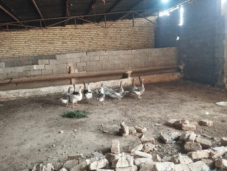 غاز|حیوانات مزرعه|دشتابی, |دیوار