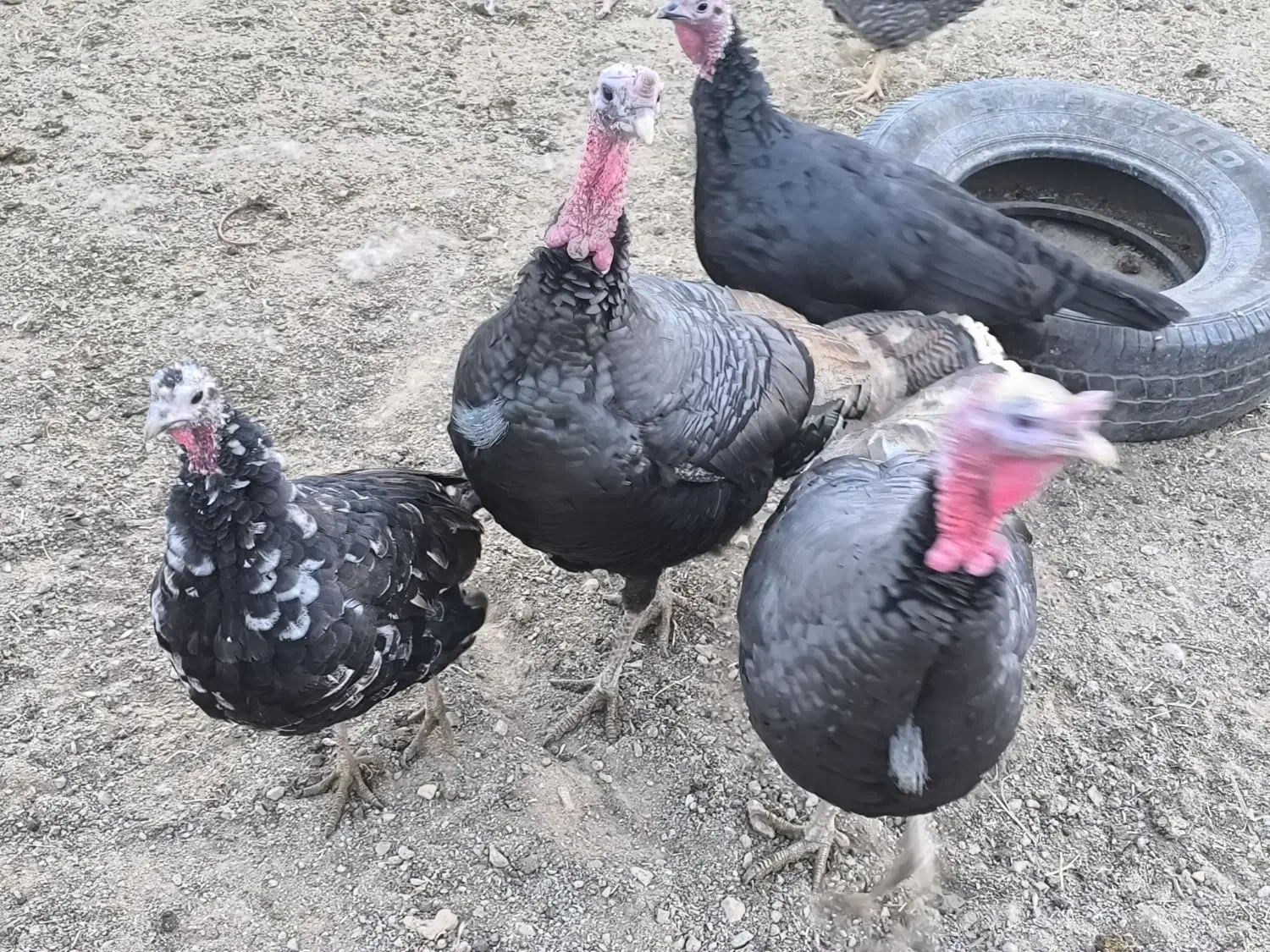 بوقلمون چاق و درجه یک|حیوانات مزرعه|آباده, |دیوار