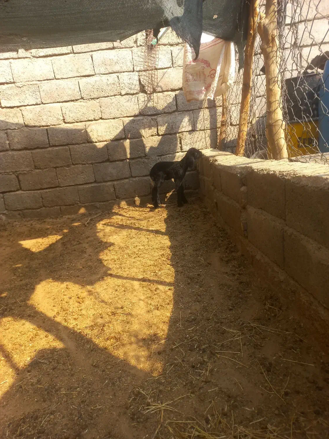 بره شیر خوار|حیوانات مزرعه|دهلران, |دیوار