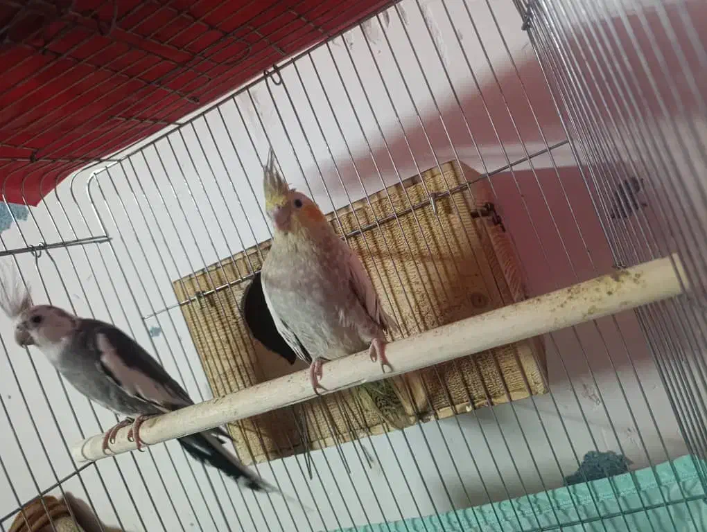 عروس هلندی رو تخم نر کینگ|پرنده|بندرعباس, |دیوار