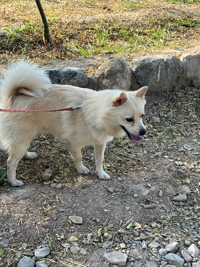 پامر روبایی|سگ|کرمان, |دیوار