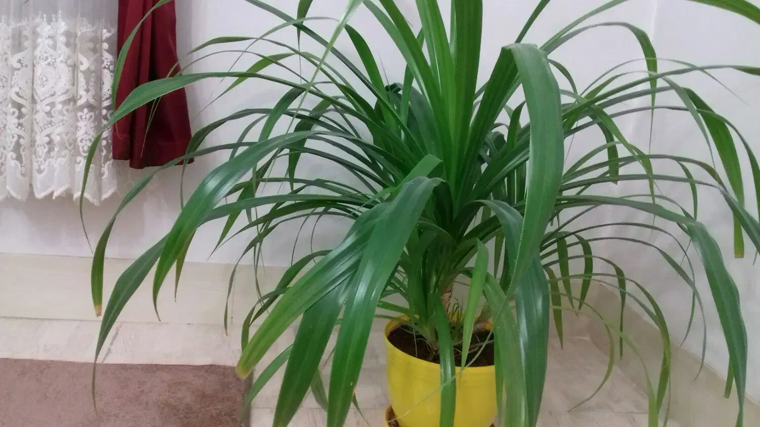 گل پاندانس|گل و گیاه طبیعی|الوند, |دیوار