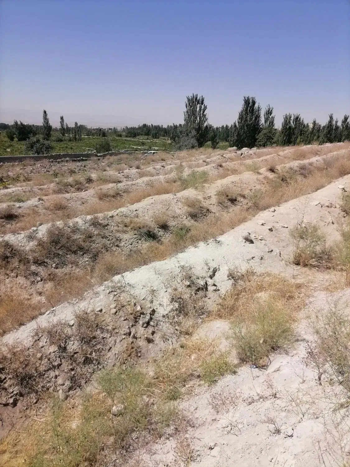 زمین باغ انگور آماده کاشت|فروش دفتر صنعتی، کشاورزی، تجاری|دلبران, |دیوار