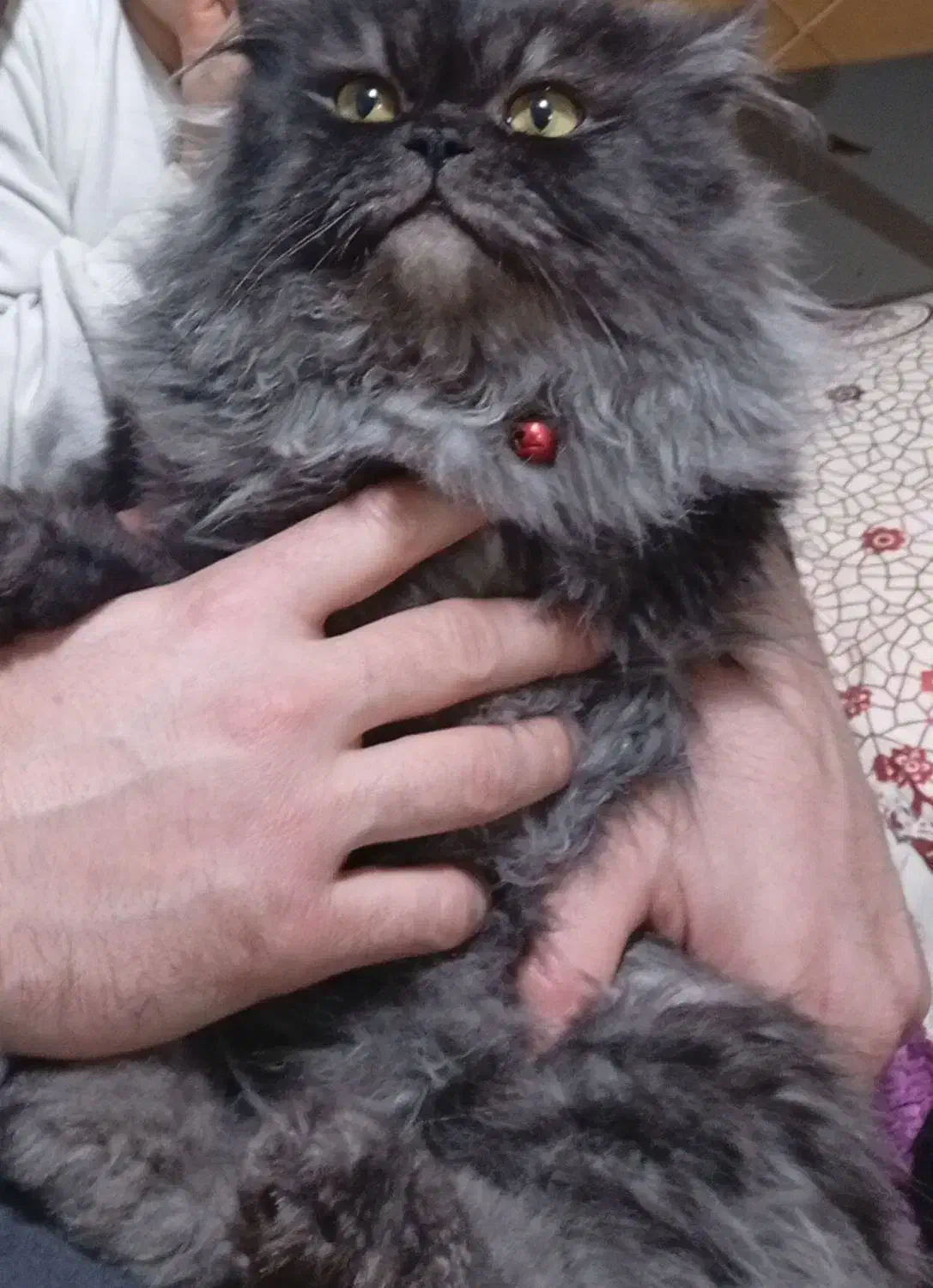 گربه پرشین نر|گربه|نقده, |دیوار