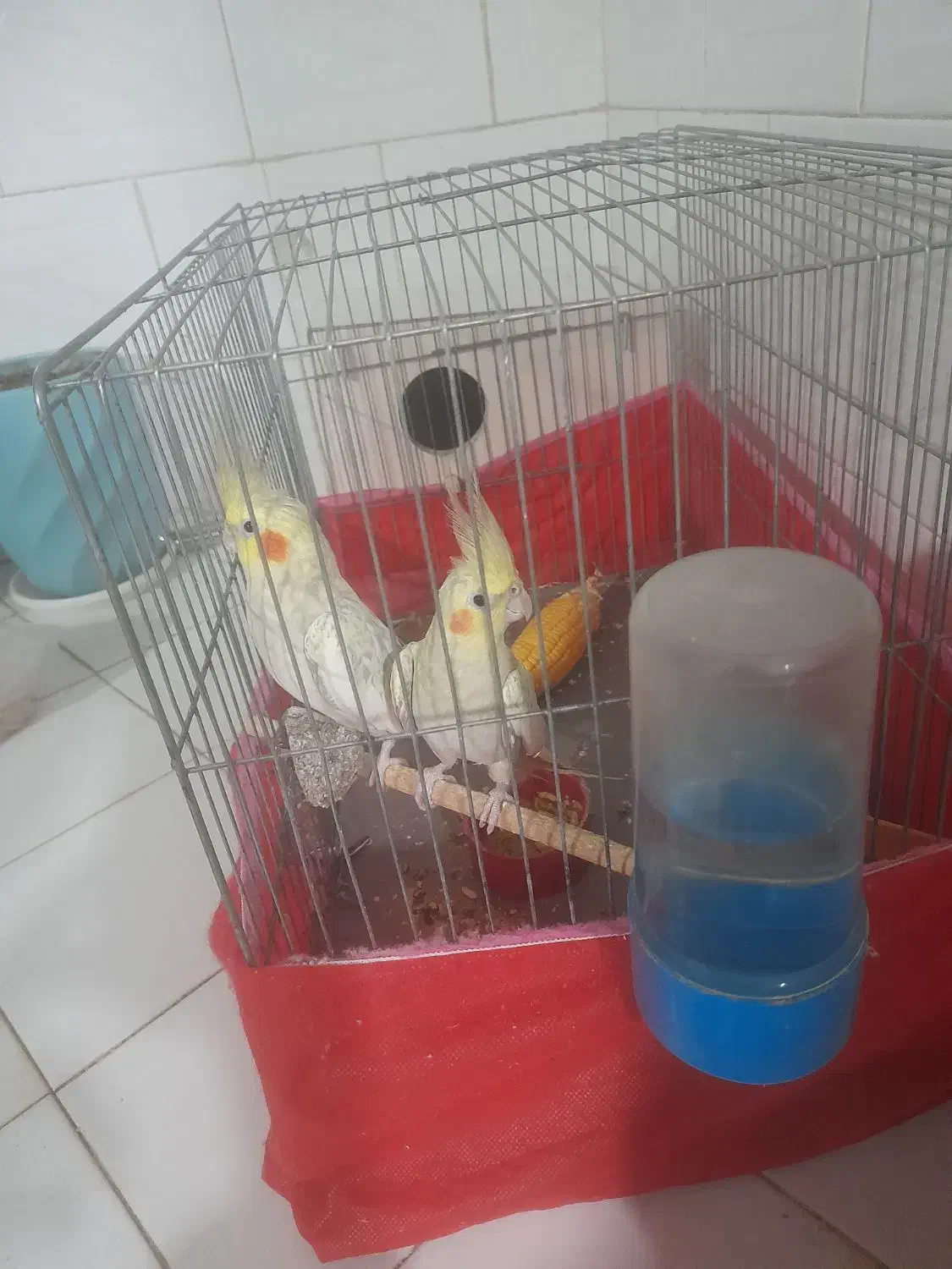 یک جفت عروس هلندی|پرنده|ری, صالح‌آباد شرقی|دیوار