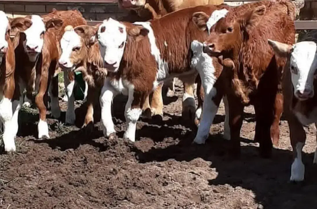 شعبه اصلی وارداتی دام|حیوانات مزرعه|تهران, یافت‌آباد|دیوار