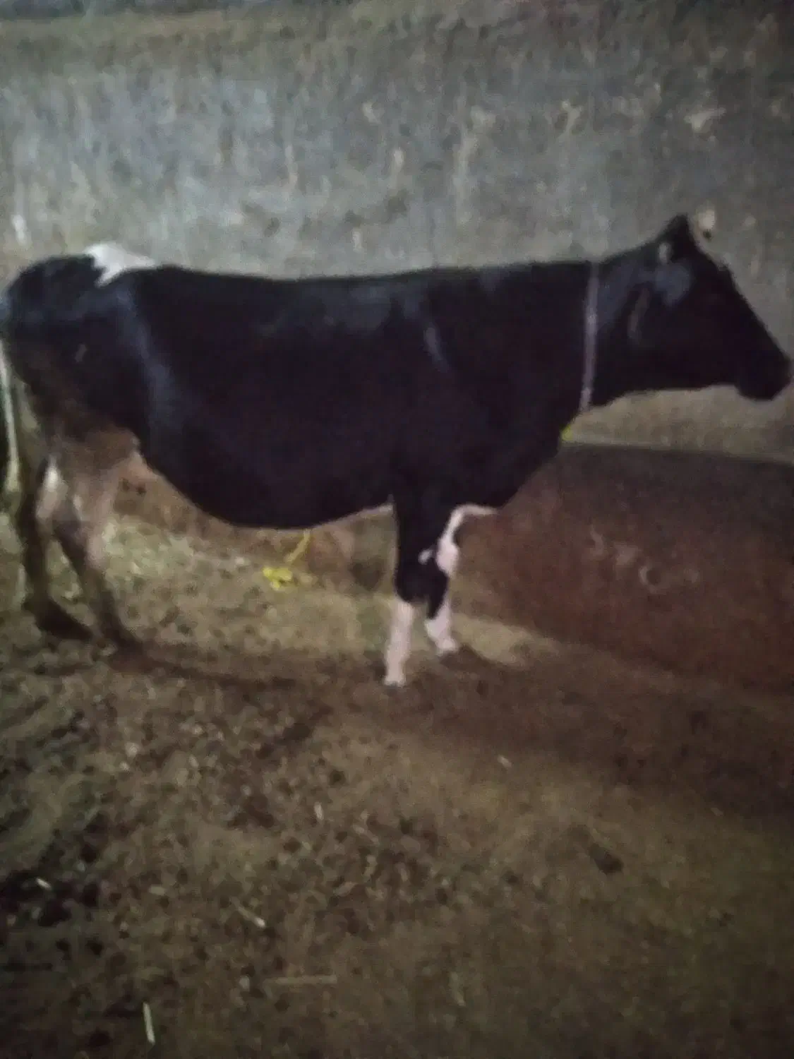 گاو|حیوانات مزرعه|حسین آباد, |دیوار