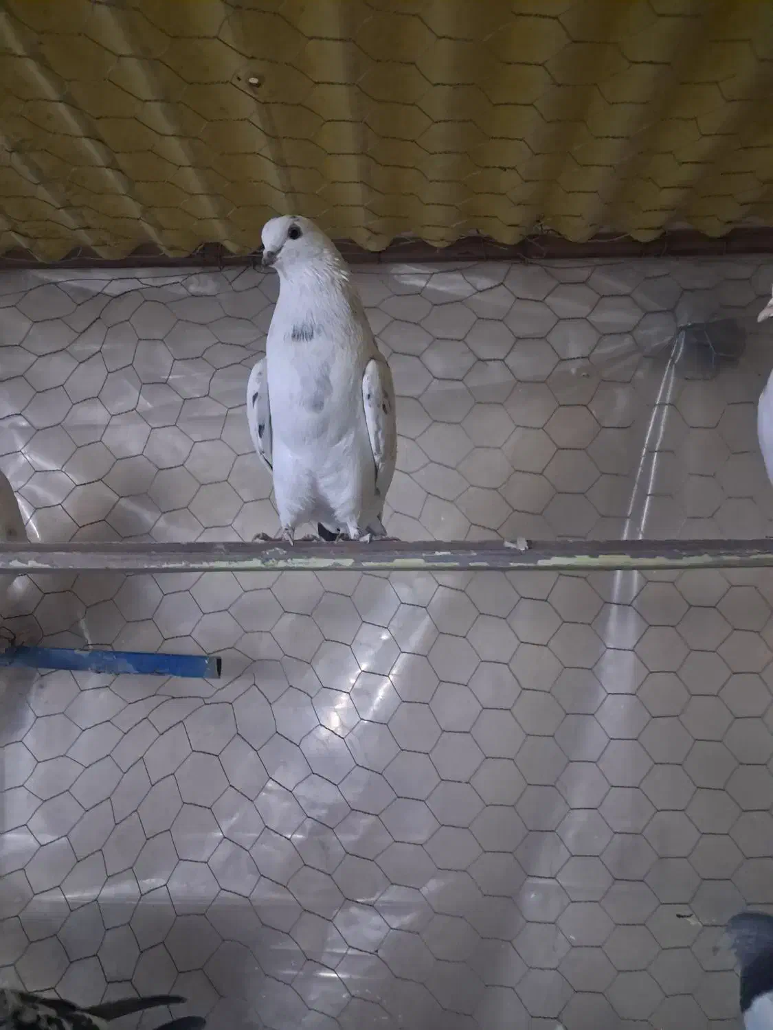 36 عدد کفتر آس کبوتر|پرنده|قرچک, زیبا شهر|دیوار