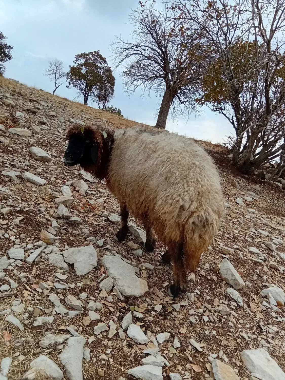 میش|حیوانات مزرعه|چوار, |دیوار