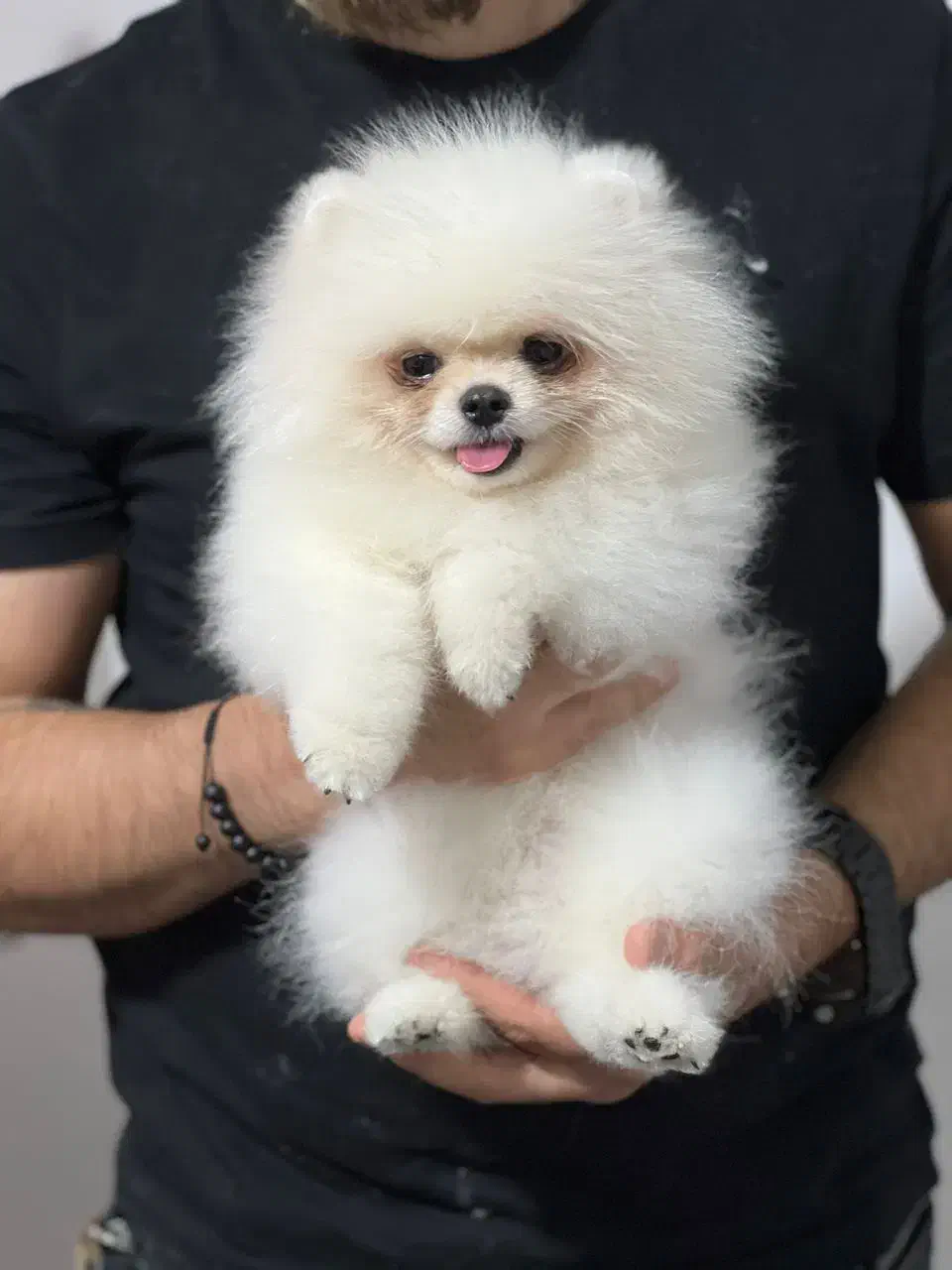 پامرانین (وارداتی)|سگ|تبریز, |دیوار