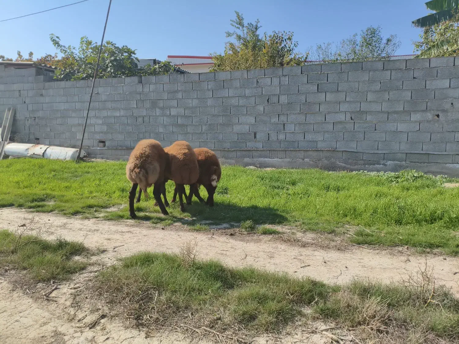 بره نر|حیوانات مزرعه|گمیشان, |دیوار