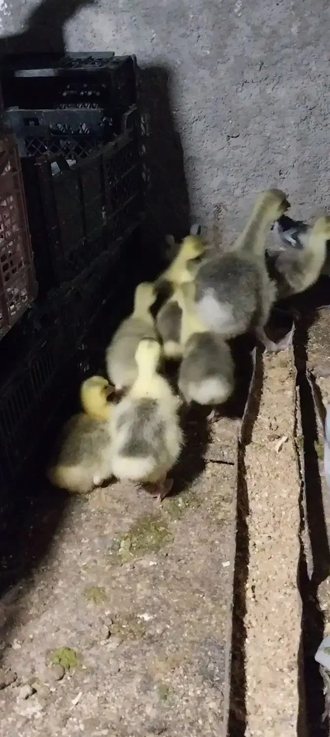 جوجه غاز ۲۳ روزه|حیوانات مزرعه|ساری, |دیوار