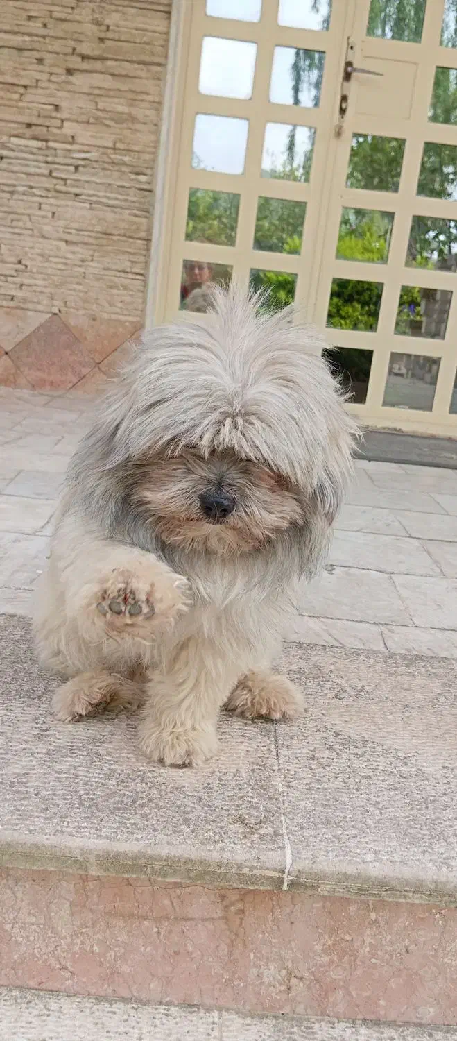 سگ شیتزو|سگ|رستمآباد, |دیوار