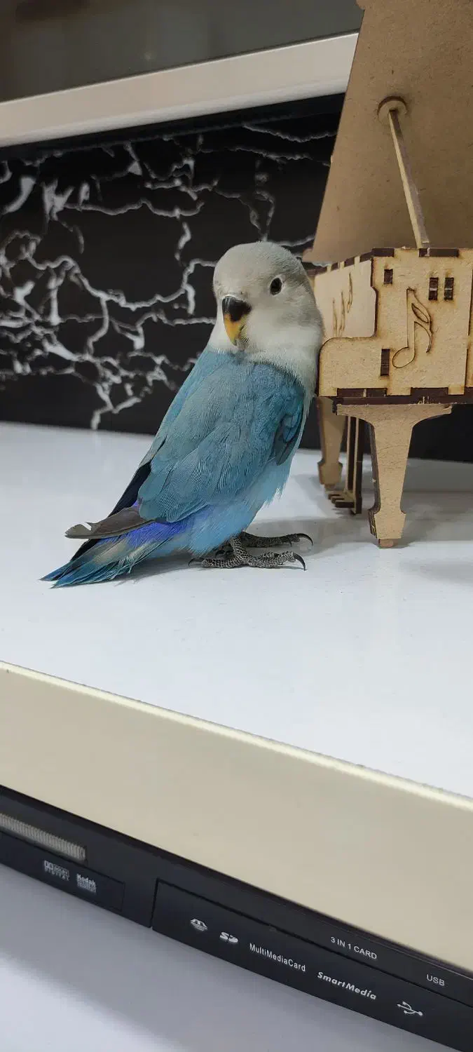 طوطی برزیلی گمشده پشت پاسگاه13|پرنده|بوکان, |دیوار