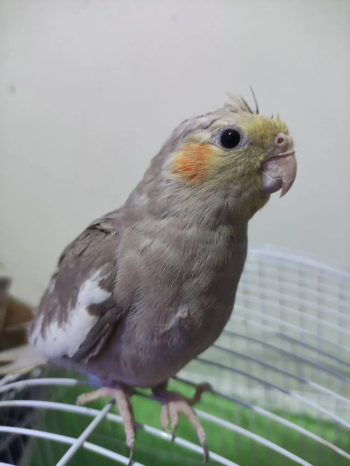 عروس دستی ماده 600|پرنده|شاهرود, |دیوار