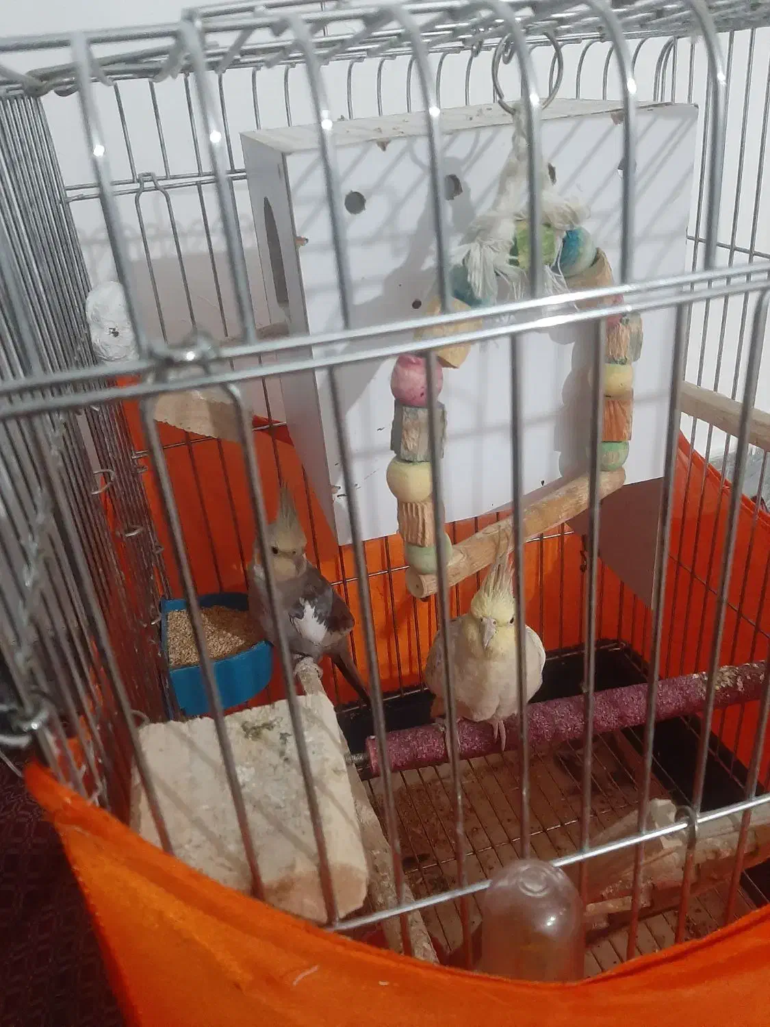 عروس هلندی|پرنده|قدس, شهرقدس|دیوار