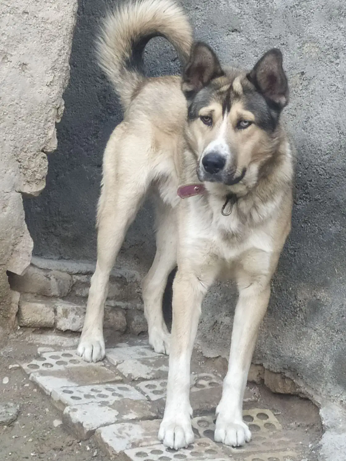 گمشده|حیوانات|بجنورد, |دیوار