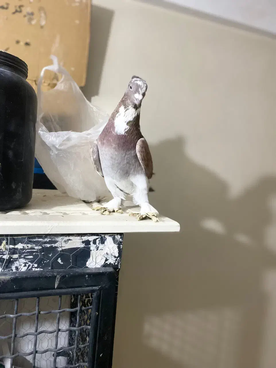 کفتر شازده پا پر نر|پرنده|فردیس, فردیس|دیوار