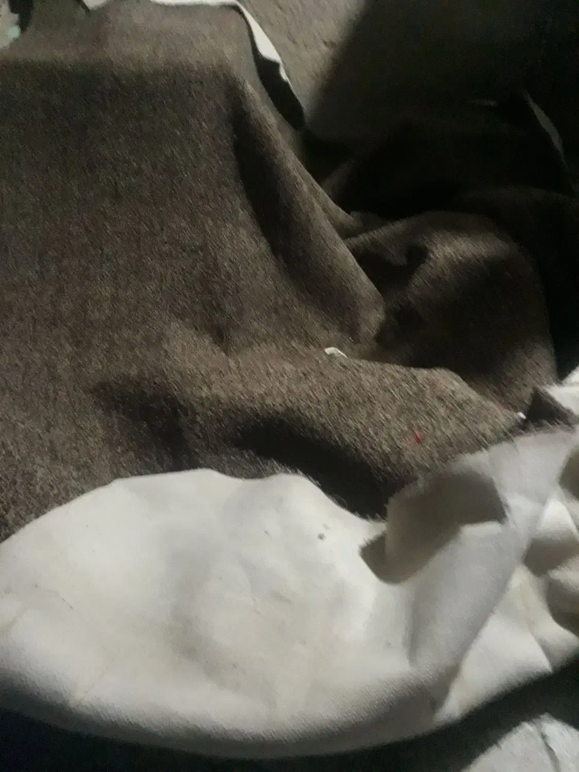 موکت فرشی|موکت|شادگان, |دیوار