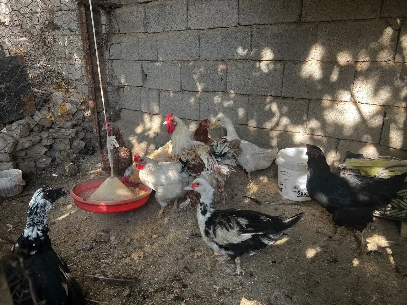 مرغ خروس و اردک|پرنده|کوهسار (البرز), |دیوار