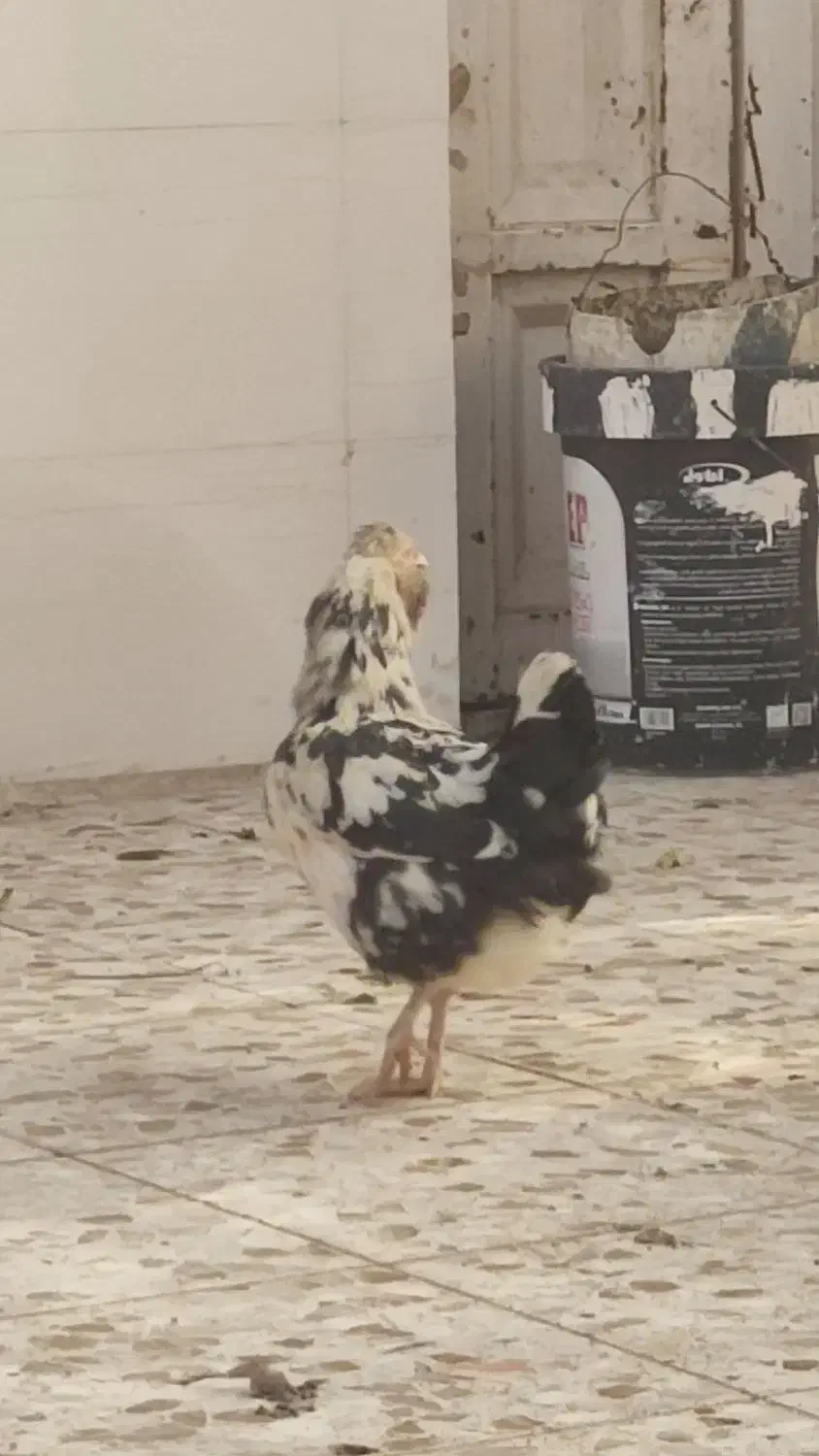 مرغ و خروس گلین|حیوانات مزرعه|باوی, |دیوار