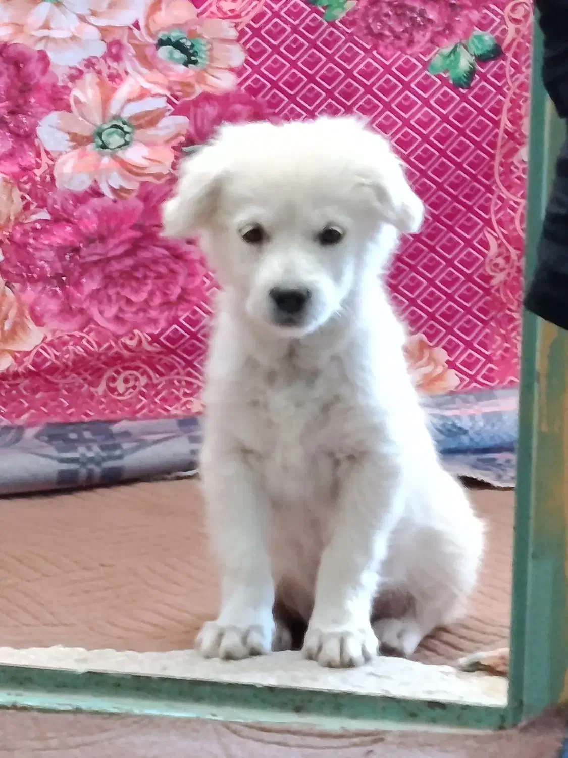 طوله خوشگل و زیبا قیمت مفت|سگ|توتکابن, |دیوار