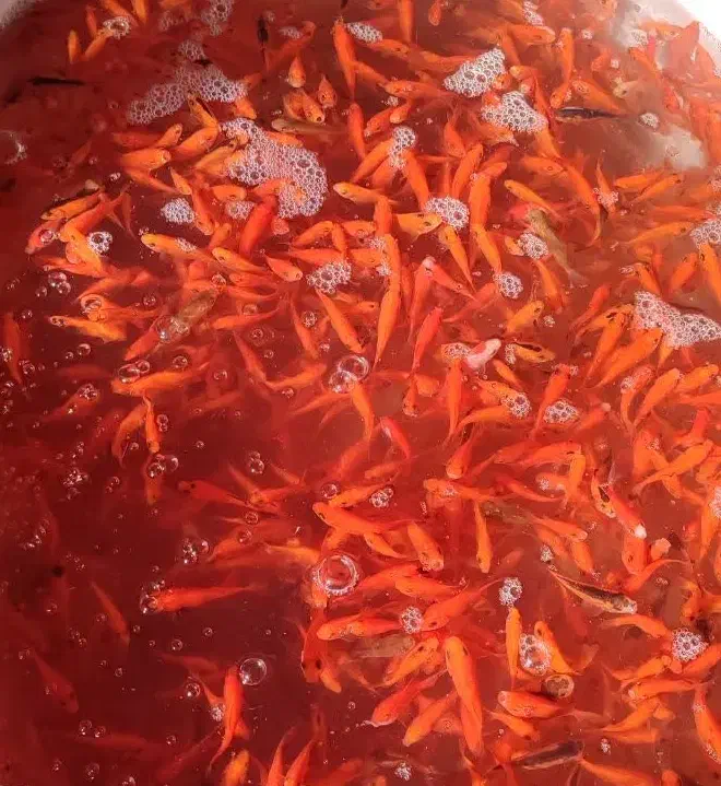 ماهی قرمز|ماهی|سبزوار, ابوریحان|دیوار