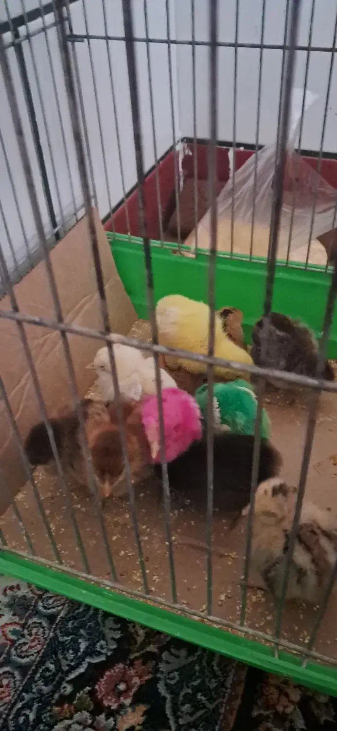 جوجه محلی|حیوانات مزرعه|شوشتر, |دیوار