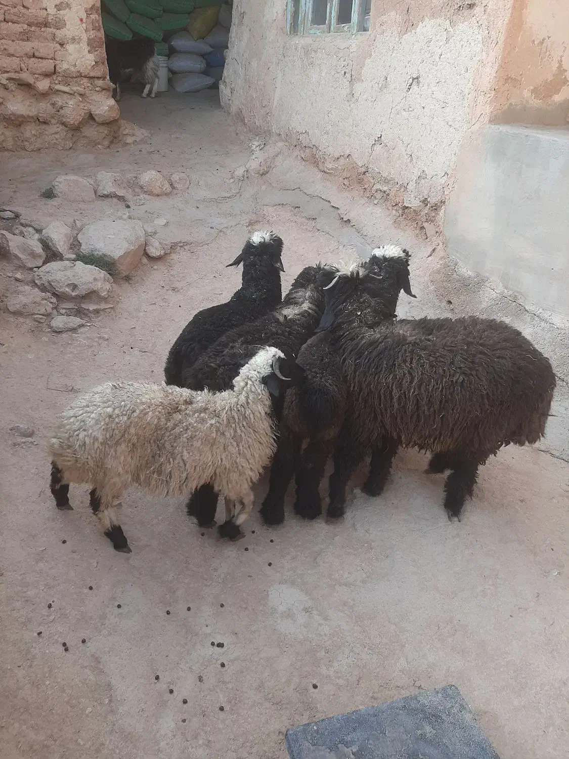 ۵ راس بره نر و ماده سبک جفتی ۵۸ کیلو.بیضا|حیوانات مزرعه|شیراز, گویم|دیوار