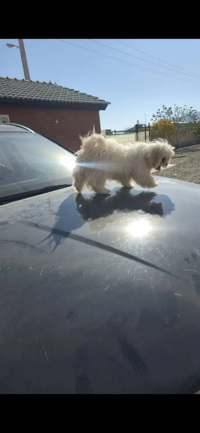 توله خانگی|سگ|سلفچگان, |دیوار