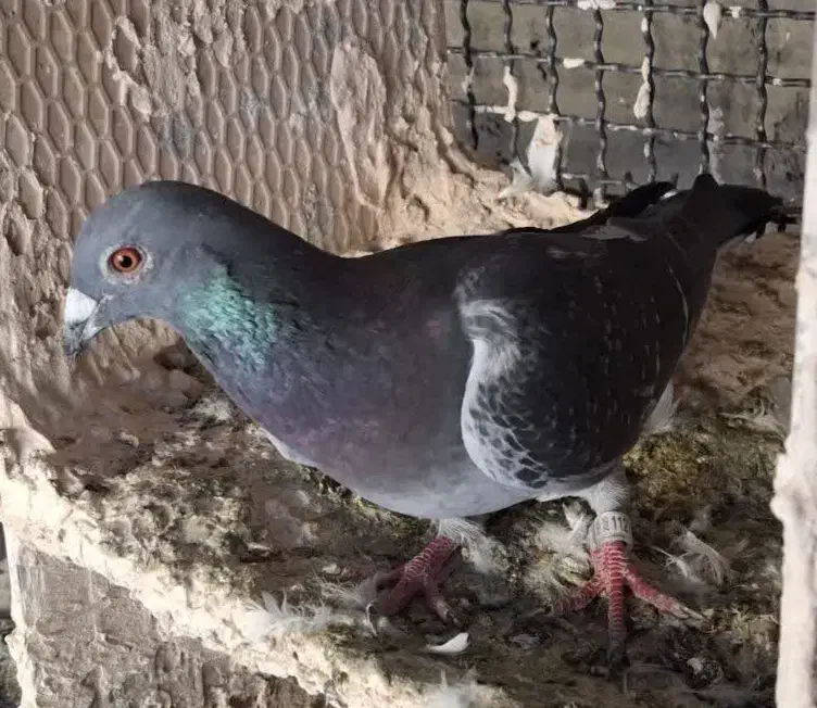 پلاکی گرفتنی|پرنده|عجب شیر, |دیوار