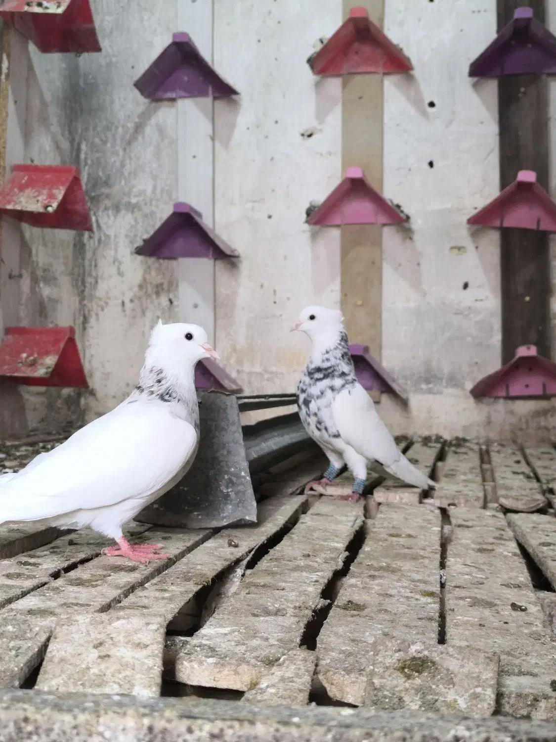 پرنده طوقی|پرنده|گتوند, |دیوار