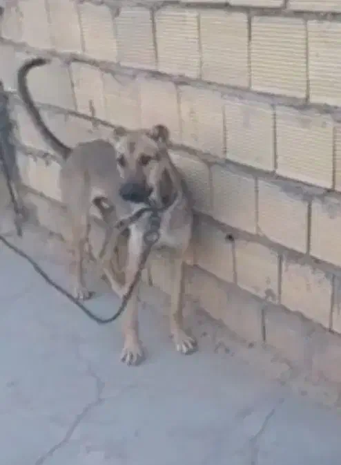 واگذاری سگ نر جوان|سگ|شوشتر, |دیوار