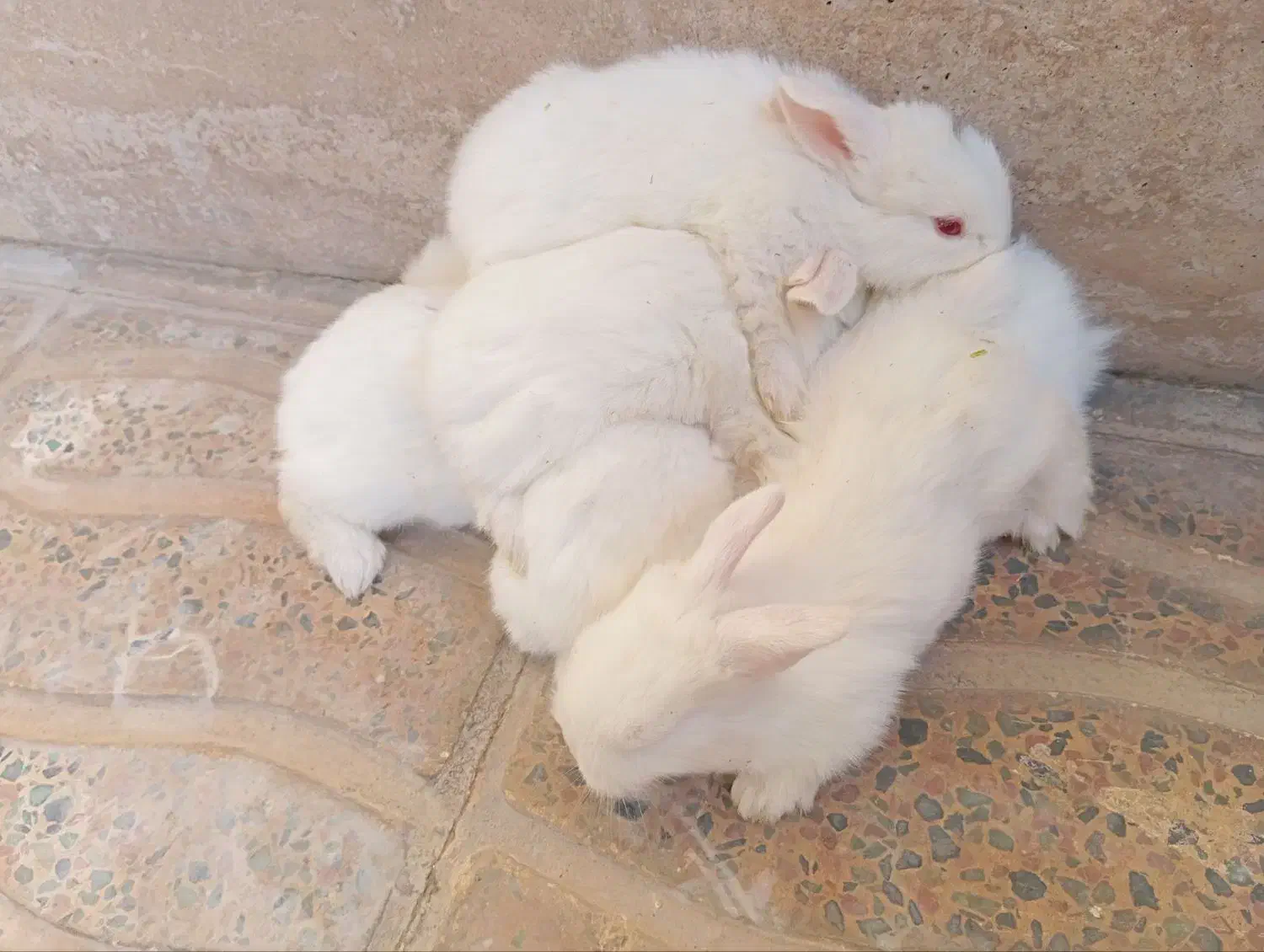 خرگوش سفید چشم شرابی|موش و خرگوش|بروجرد, |دیوار