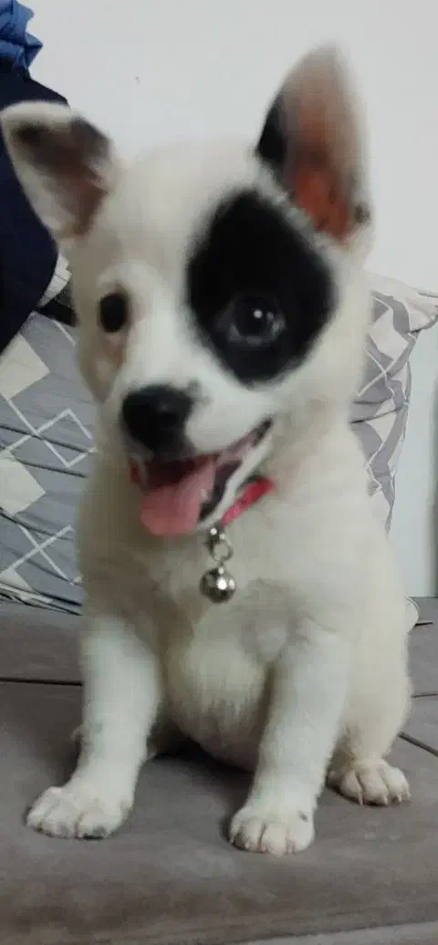 توله پامر اشپیتز|سگ|بابل, |دیوار