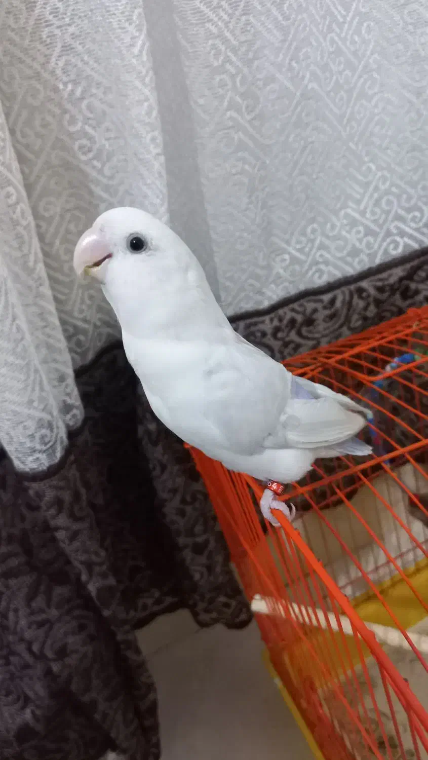 عروس هلندی (کوتوله ی برزیلی)|پرنده|بندرعباس, |دیوار