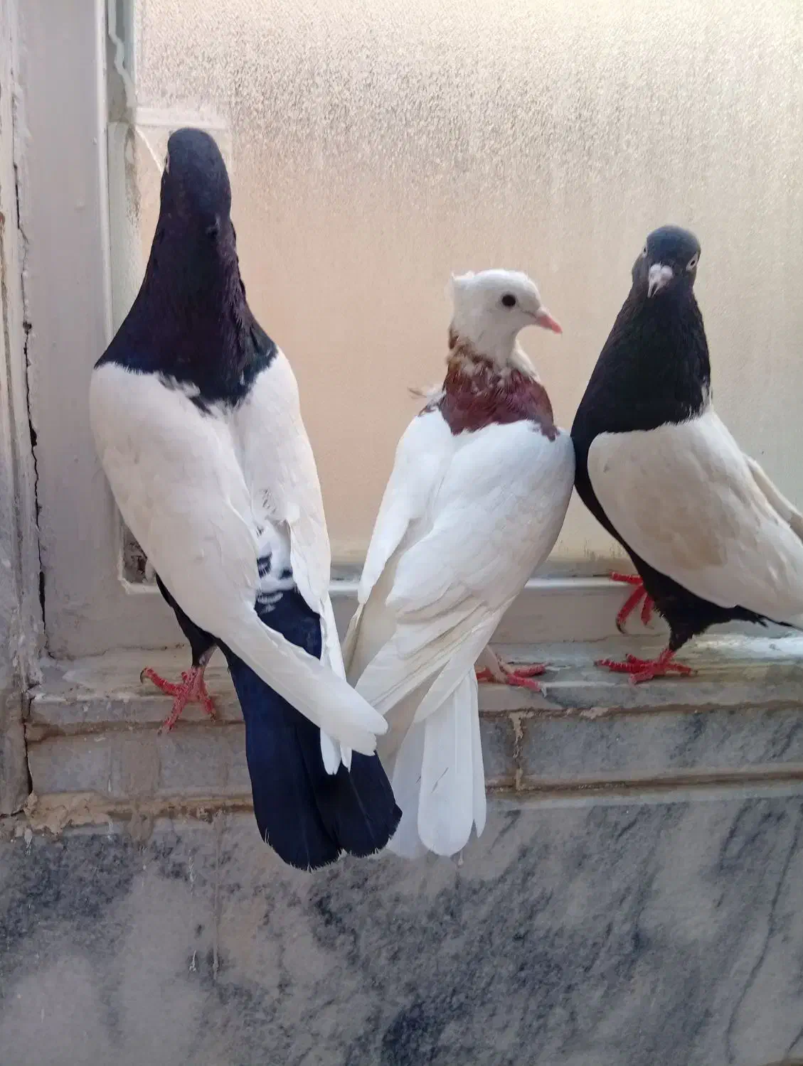 کفتر سینه سیاه و طوقی سرخ|پرنده|مشهد, انقلاب|دیوار