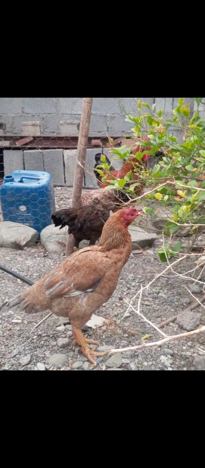 مرغ|حیوانات مزرعه|رودان, |دیوار